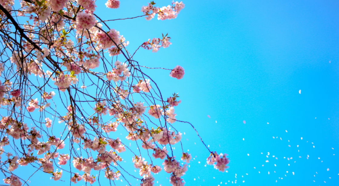 5 Ritos para darle la bienvenida a la primavera