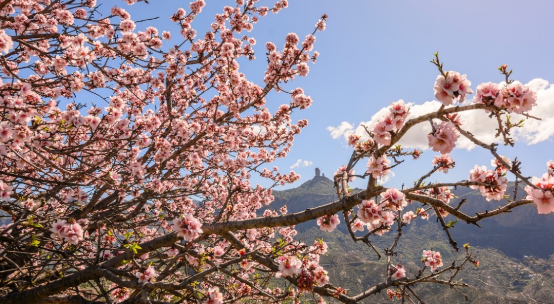 VIVE LA PRIMAVERA