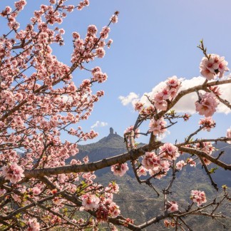 VIVE LA PRIMAVERA